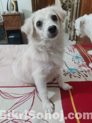 Spitz Dog
